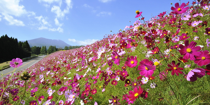 花の駅 生駒高原イメージ